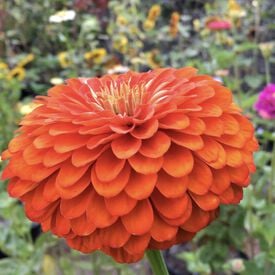 Benary's Giant Orange, Zinnia Seeds